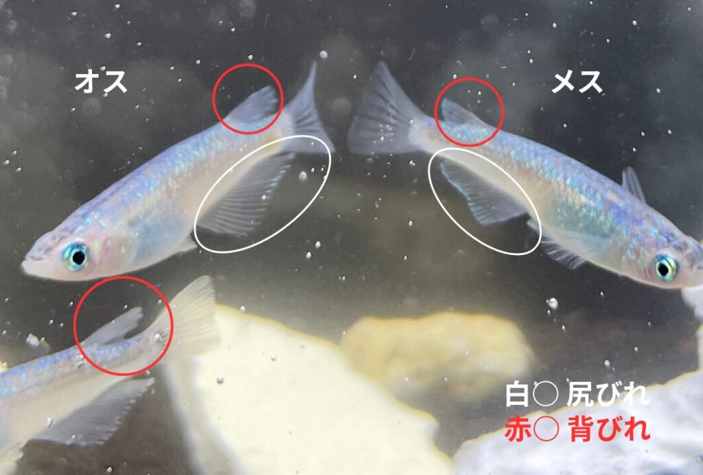 メダカの雌雄判別