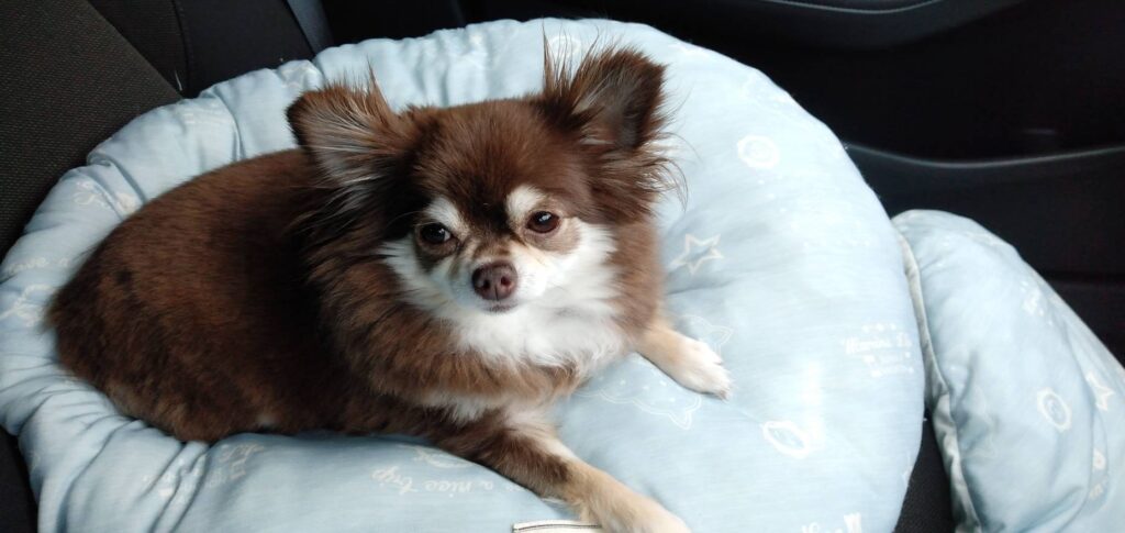 助手席でおとなしくしているココ